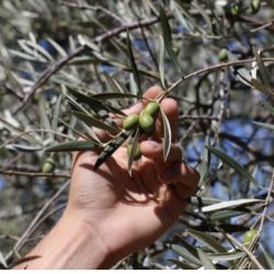 Huile d'olive vierge puissante BIO