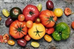 tomates selon récolte