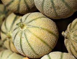 melon charentais